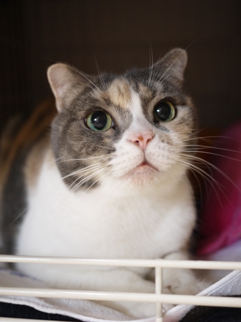 猫のお留守番 マミちゃん編。_a0143140_2241784.jpg