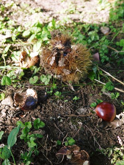 熊本ぶどう　社方園　収穫後の様子とお礼肥えへ向けての準備とイノシシの話_a0254656_18341654.jpg