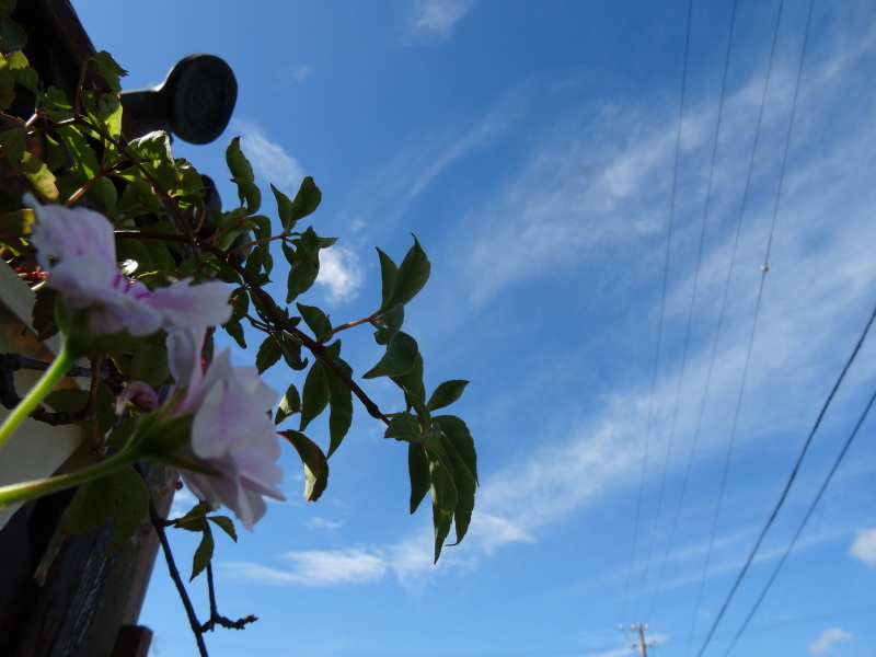 白い鳥が空を舞う_c0108460_20111257.jpg