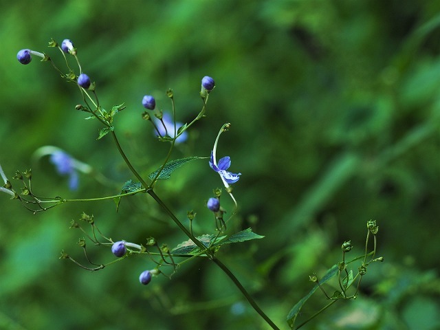 林道に咲く秋の花_c0194161_20143696.jpg