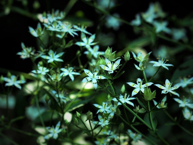 林道に咲く秋の花_c0194161_20280701.jpg