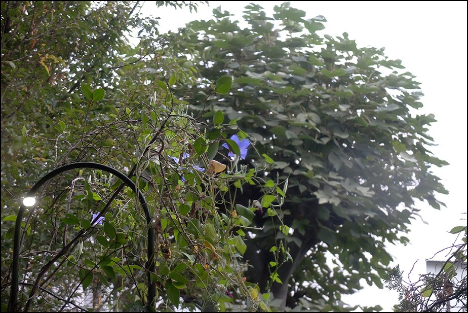 朝顔の花言葉ははかない恋、そして佐渡の岩牡蠣とかけて_a0031363_6175328.jpg