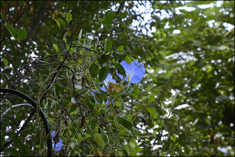 朝顔の花言葉ははかない恋、そして佐渡の岩牡蠣とかけて_a0031363_6184856.jpg