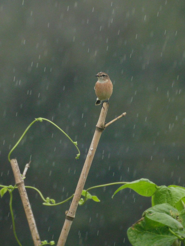 雨に飛ぶノビタキ_f0024068_21163771.jpg