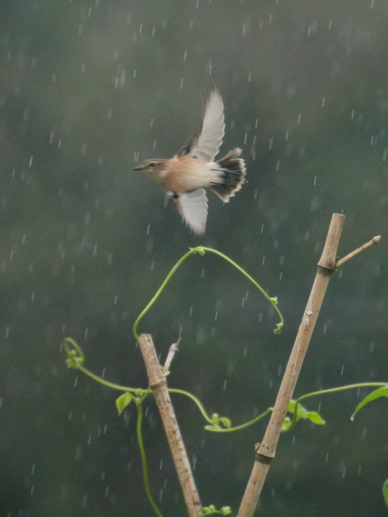 雨に飛ぶノビタキ_f0024068_21175747.jpg