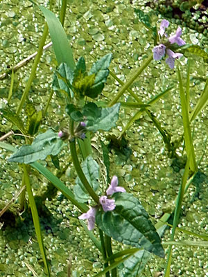 f0083977_22214083.jpg