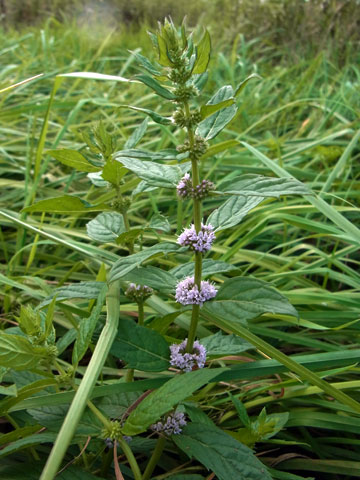 f0083977_22223611.jpg