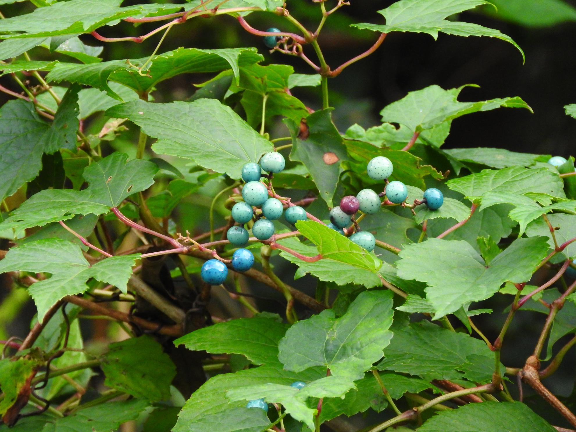 青い木の実 写真散歩 Photoing In Neighborhood 青い木の実 写真散歩 Photoing In Neighborhood