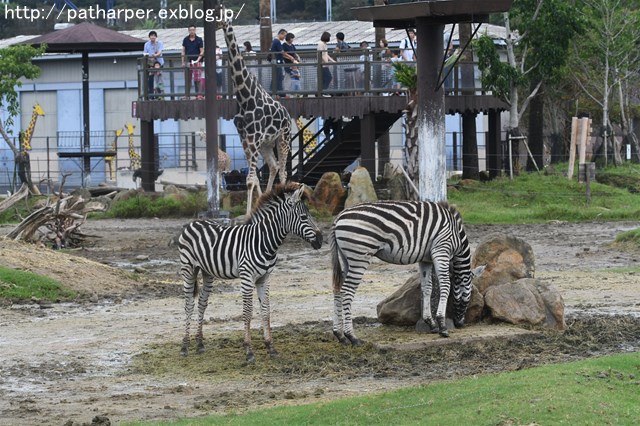 ２０１６年９月　白浜パンダ見隊２　その２_a0052986_8213768.jpg