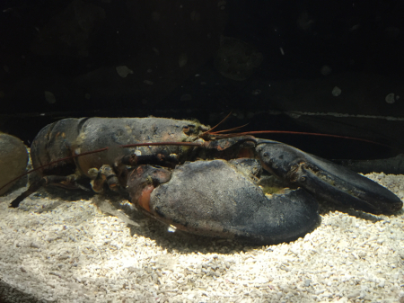 すさみ町立エビとカニの水族館、に行った！_c0039291_18230077.jpg