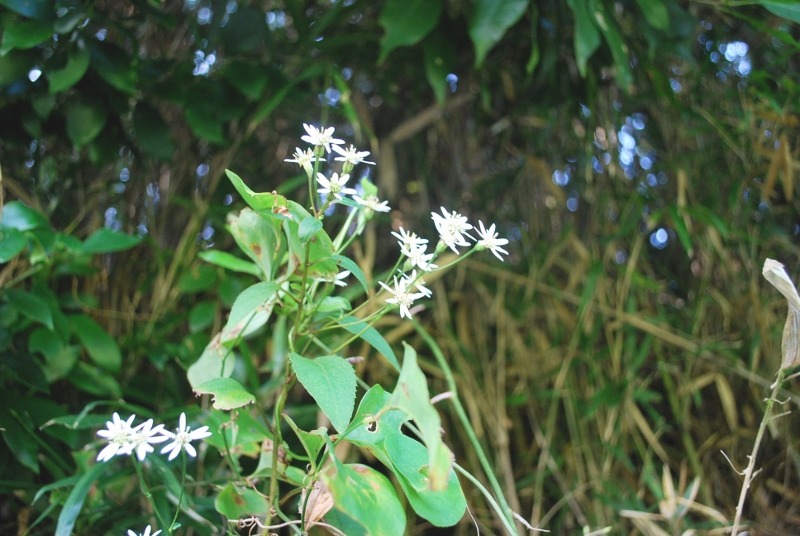 e0025300_17362758.jpg