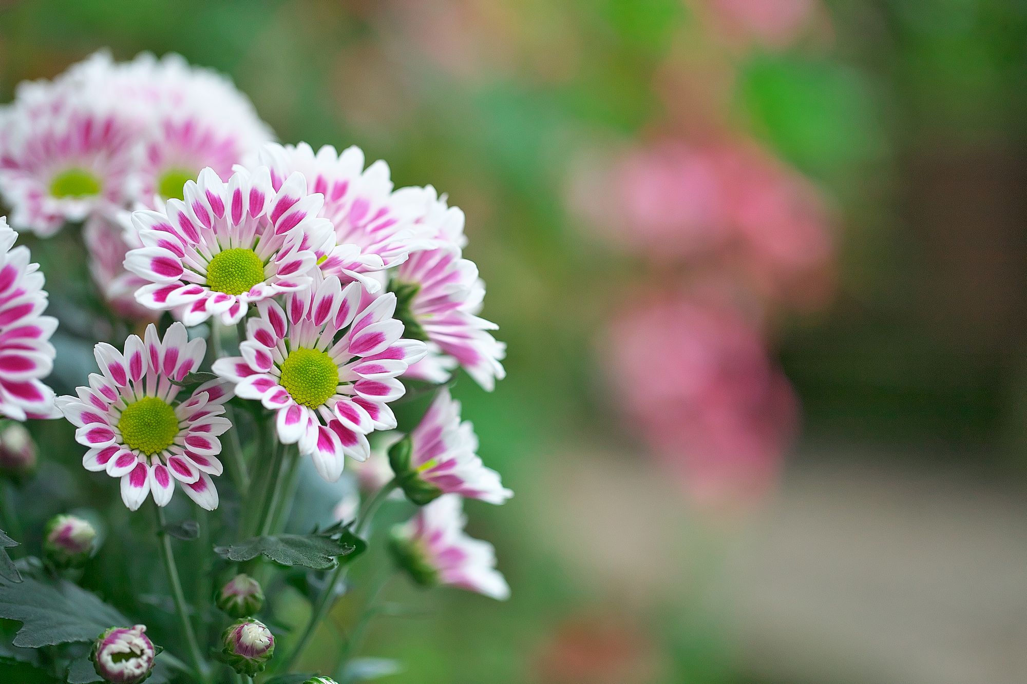 庭の花写真が続生きますが、今日も花をアップします_f0000502_131134100.jpg