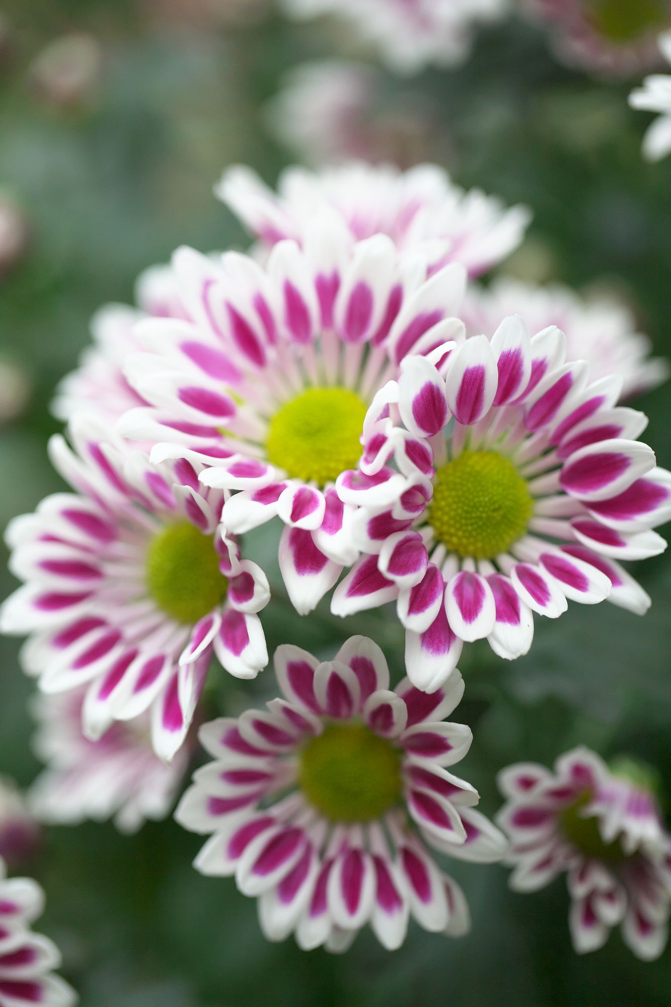 庭の花写真が続生きますが、今日も花をアップします_f0000502_1312549.jpg