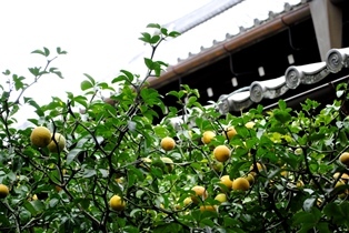 f0361605_21053586.jpg