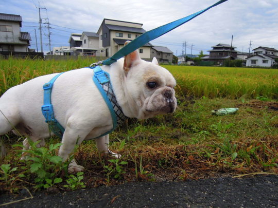 チョイと昔の写真を...でしゅ。_a0158613_21301495.jpg