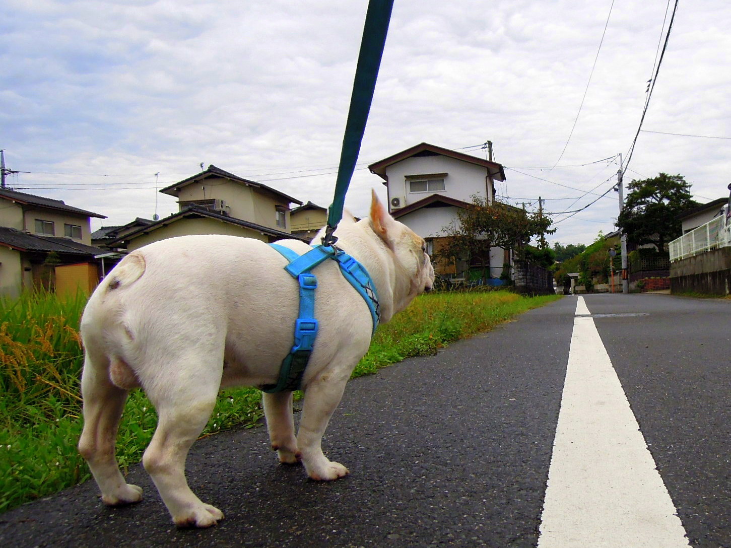 チョイと昔の写真を...でしゅ。_a0158613_21302190.jpg