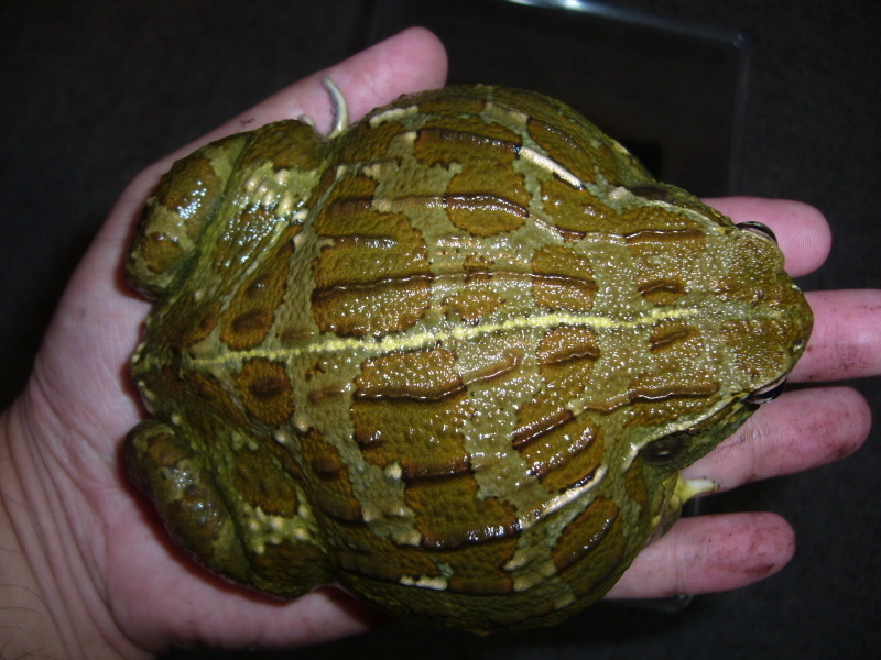 新入荷 アフリカウシガエル Petshop Ace ペットショップ エース のブログ