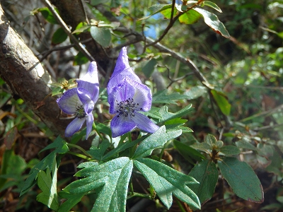 f0193521_715116.jpg