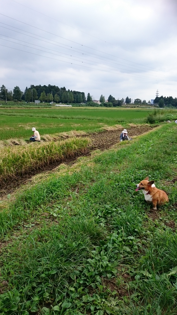 きょうは　市民体育祭_b0164132_18541477.jpg