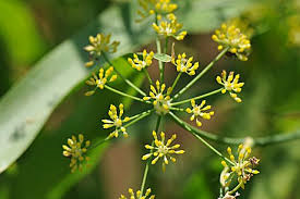 a0245136_10344998.png