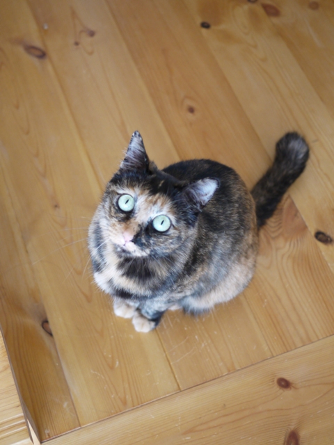 猫のお留守番 うたちゃんマチルダちゃん編。_a0143140_22141696.jpg