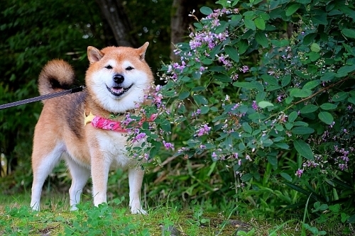 ミヤギノハギ_b0314043_18133445.jpg