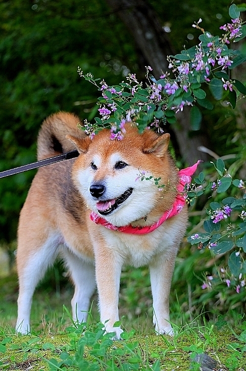 ミヤギノハギ_b0314043_18134350.jpg