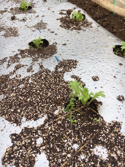 今朝も残念ながら雨　畝作り又又延期　雑草取りと収穫です　レタス達は順調に育っています_c0222448_13050868.jpg