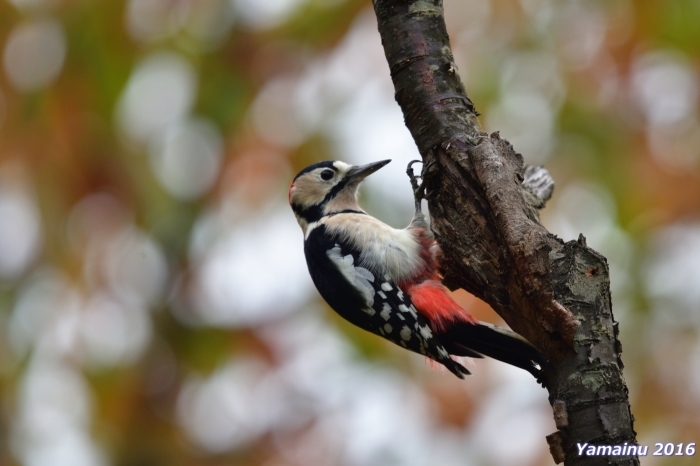 地元の公園には、名寄市の鳥・・・アカゲラ。_f0194048_06545275.jpg