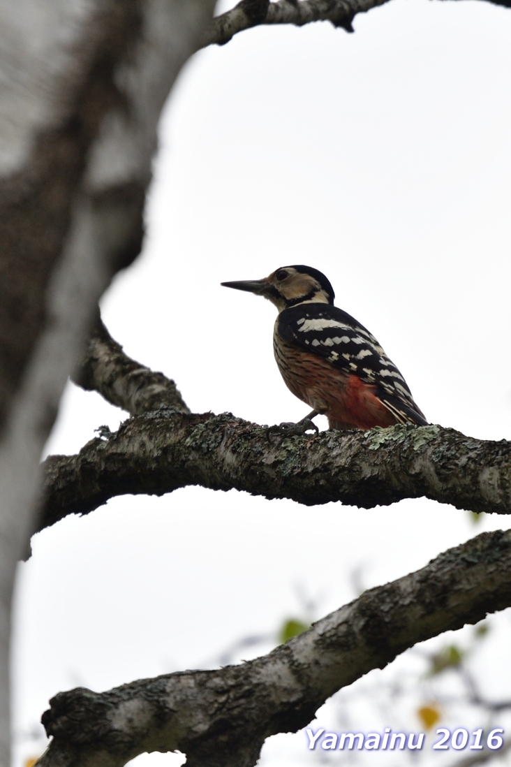 地元の公園には、名寄市の鳥・・・アカゲラ。_f0194048_06554501.jpg