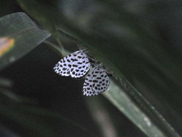 c0045352_6563372.jpg
