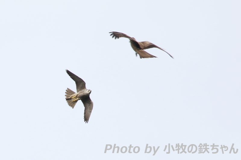 16年 秋のタカの渡り Tの森 ハヤブサ Vs トビの猛禽バトル と チゴハヤブサ ノスリの渡り 小牧の鉄ちゃんの自遊日記