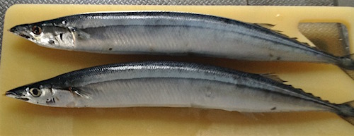 サンマのわた焼き グロ注意 通電してみんべ