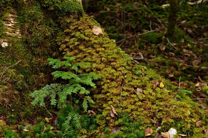 苔の森_d0341880_09054939.jpg