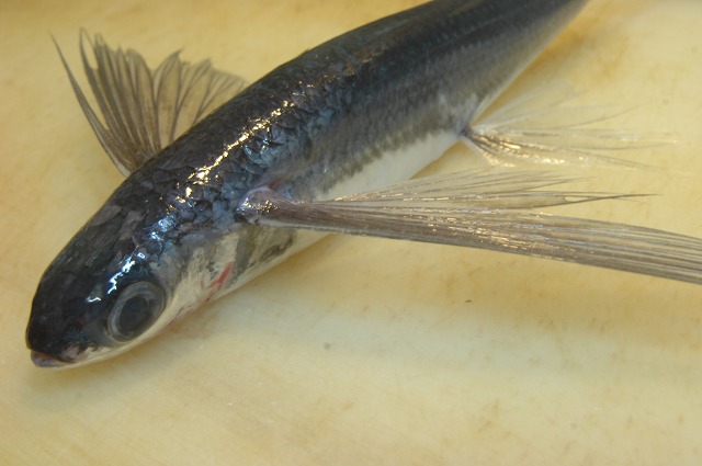 トビウオ_d0268290_13483672.jpg