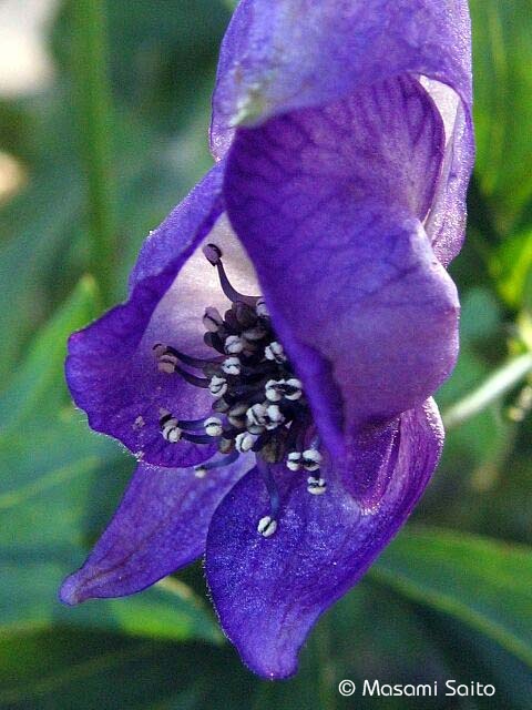 山野草の苗 トリカブト アコニタム オクトリカブト3 3 5号ポット 95 以上