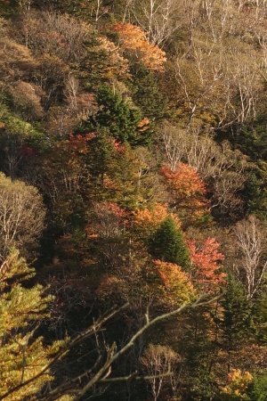 紅葉情報_e0120896_07392206.jpg