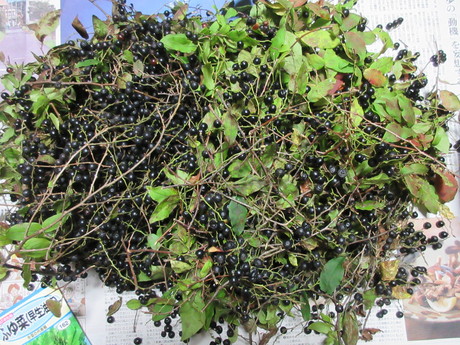 a0203003_23233935.jpg