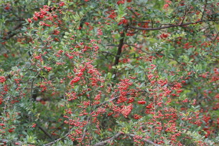 d0346713_21054021.jpg