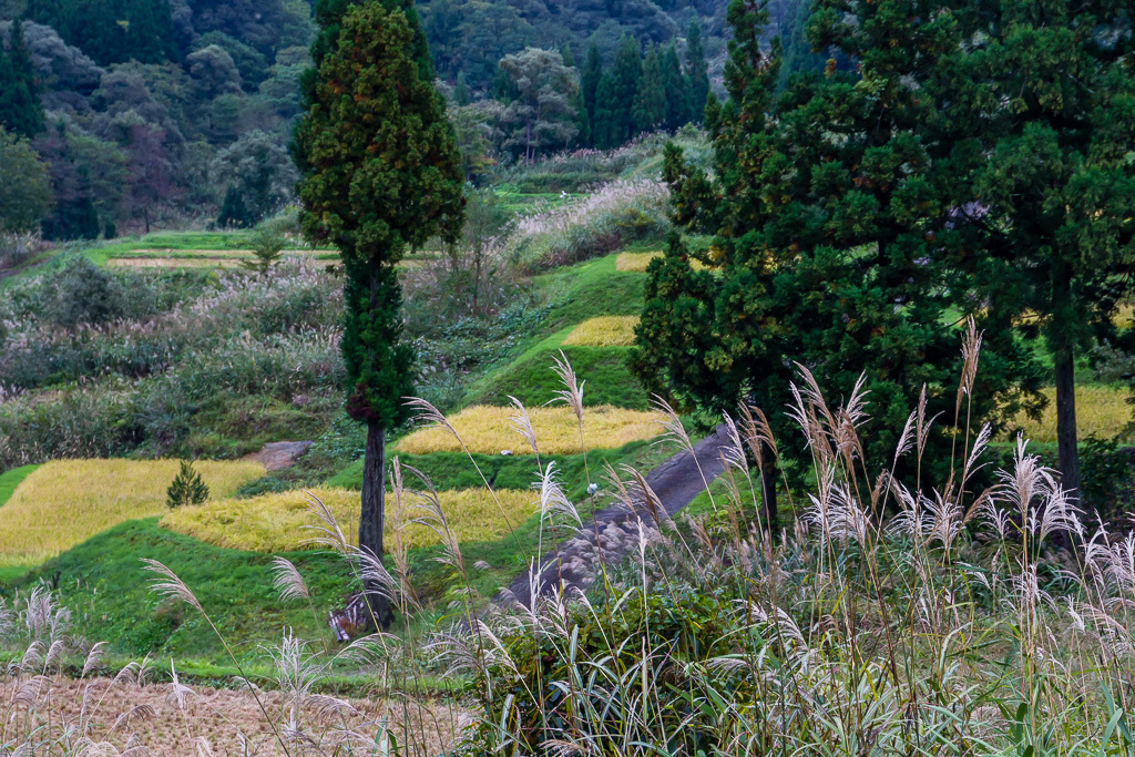 長雨に泣く松之山_b0010915_19522721.jpg