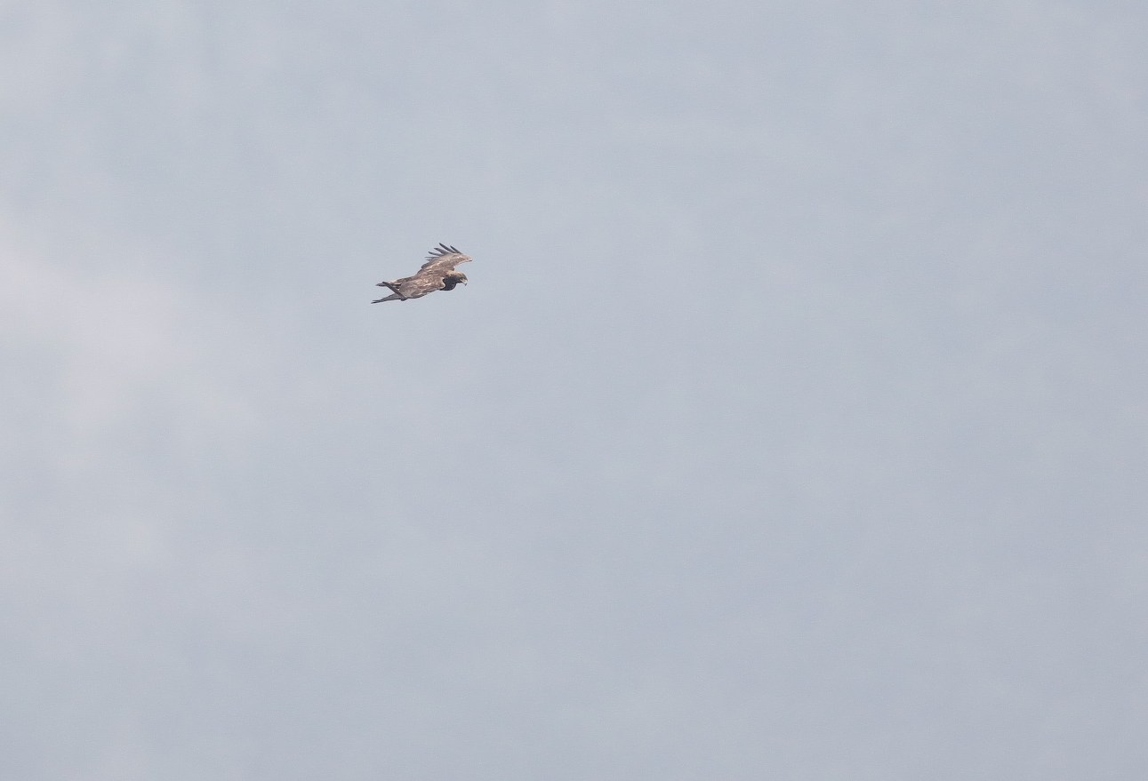 f0288418_05135.jpg