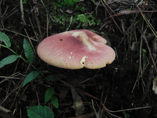 e0352220_20104047.jpg