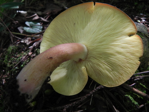 e0352220_20111829.jpg