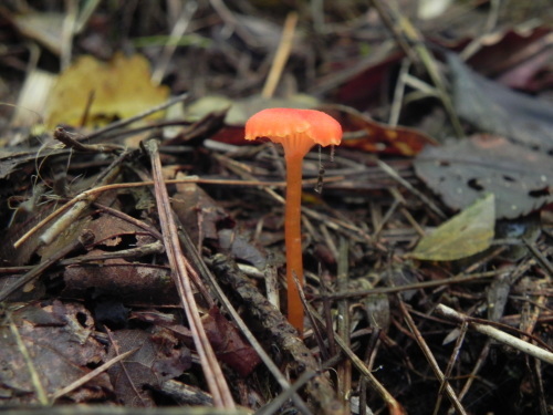 e0352220_20121708.jpg