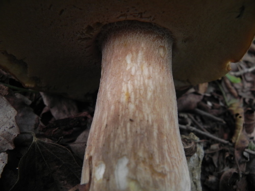 e0352220_20141190.jpg
