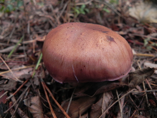 e0352220_20142931.jpg