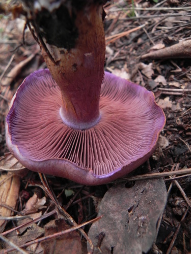 e0352220_20144657.jpg