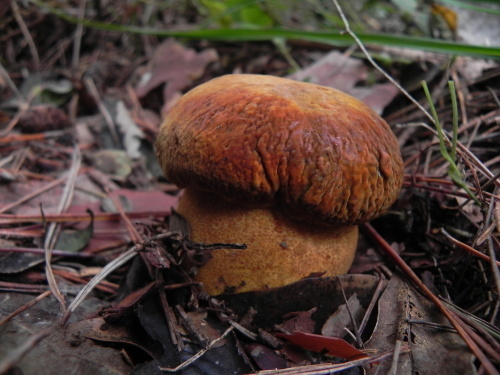 e0352220_20154724.jpg