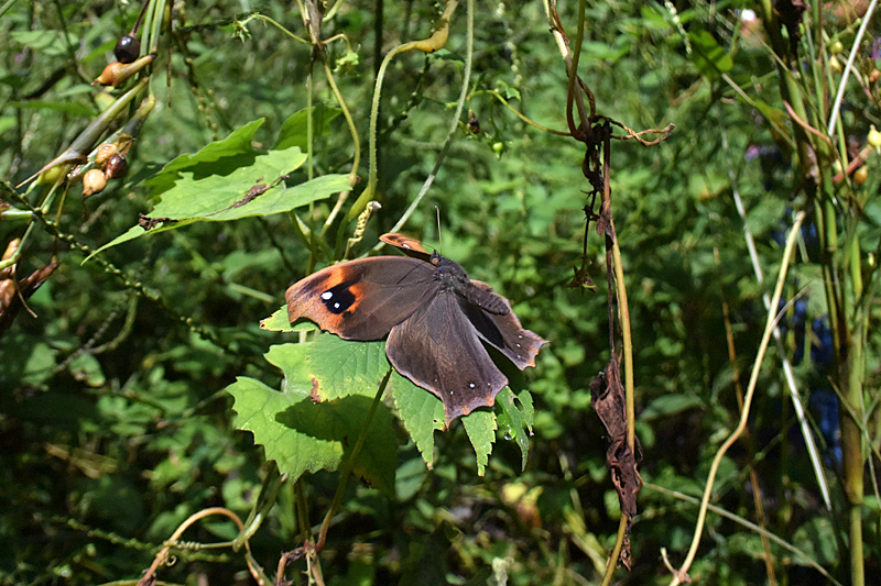 d0054625_23345335.jpg