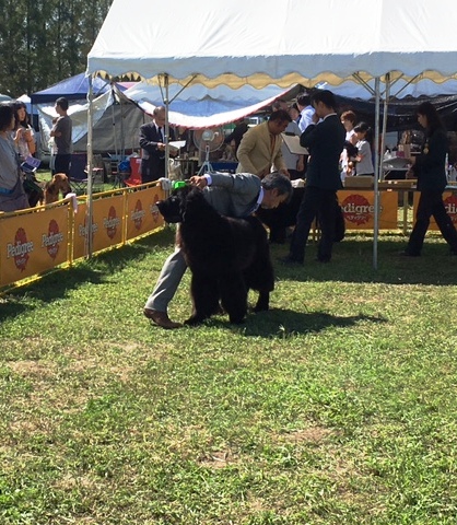 埼玉インター　ドッグショー in 吉見総合運動公園_f0077931_1852143.jpg